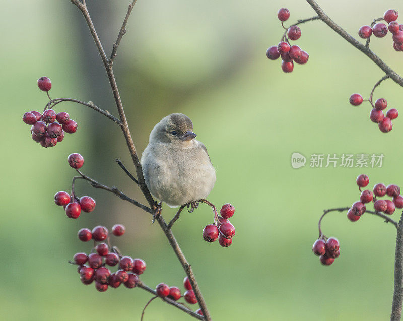 雌性苍头燕雀(Fringilla coelebs)与山楂在树枝上